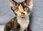 Monro - Devon Rex Kitten For Sale - 