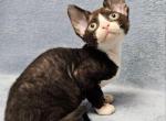 Zorro - Devon Rex Kitten For Sale - Brooklyn, NY, US