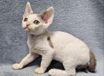 Henk - Devon Rex Kitten For Sale - Brooklyn, NY, US