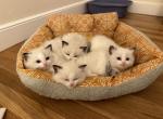 Violette and Frederique's 2nd litter - Ragdoll Kitten For Sale/Service - East Bridgewater, MA, US