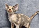 Assol - Devon Rex Kitten For Sale - Brooklyn, NY, US