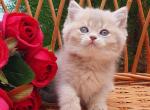 Ingrid - British Shorthair Kitten For Sale - Brooklyn, NY, US