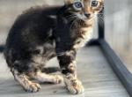 Diva Boy 2 - Bengal Kitten For Sale - 