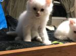 Flame Male Ragdoll - Ragdoll Kitten For Sale - Hadley, MA, US