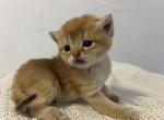 Butter cup - British Shorthair Kitten For Sale - 