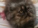 Black Smoke Persian - Persian Kitten For Sale - Portland, OR, US