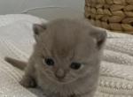 Roberto - British Shorthair Kitten For Sale - Englewood, CO, US