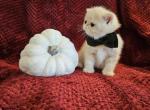 Jimmy Choo - Persian Kitten For Sale - Warminster, PA, US