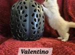 Valentino - Persian Kitten For Sale - Warminster, PA, US