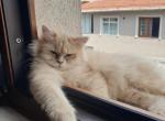 Bahire Girl 3 - British Shorthair Cat For Sale - Sarasota, FL, US