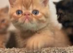 Butters - Exotic Kitten For Sale - Underhill, VT, US