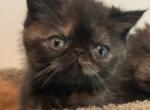 Amber - Exotic Kitten For Sale - 