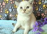 Elsa - British Shorthair Kitten For Sale - New York, NY, US