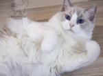 Grace - Ragdoll Cat For Sale - Sarasota, FL, US