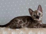 Charcoal - Bengal Kitten For Sale - Brooklyn, NY, US