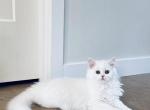 Bella - Scottish Straight Kitten For Sale - Clearview, WA, US