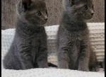 Russian Blue Kittens Litter 3 - Russian Blue Kitten For Sale - Atlanta, GA, US