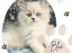 Blue - Ragdoll Kitten For Sale - Richardson, TX, US