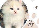 Toby - Ragdoll Kitten For Sale - Richardson, TX, US