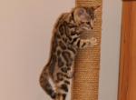 Black Collar - Bengal Kitten For Sale - 