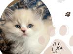 Cleo - Ragdoll Kitten For Sale - 