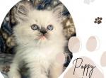 Poppy - Ragdoll Kitten For Sale - Richardson, TX, US