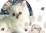 Daisy - Ragdoll Kitten For Sale - Richardson, TX, US