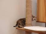 Orange collar - Bengal Kitten For Sale - 