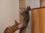 Purple collar - Bengal Kitten For Sale - 