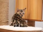 Yellow Collar - Bengal Kitten For Sale - East Brunswick, NJ, US