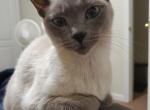 Nala - Siamese Cat For Adoption - Barnesville, GA, US