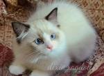 Finn - Ragdoll Kitten For Sale - 