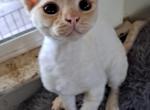 Angela - Devon Rex Kitten For Sale - Stanford, MT, US