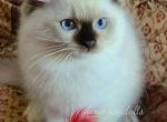 Faith - Ragdoll Kitten For Sale - 