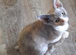 Annie - Devon Rex Kitten For Sale - Stanford, MT, US