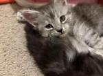 Tabby girl - Maine Coon Kitten For Sale - Chapel Hill, NC, US