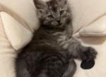 Smoke Grey girl - Maine Coon Kitten For Sale - Chapel Hill, NC, US