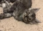 Smoke grey - Maine Coon Kitten For Sale - 