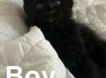 Kittens for sale - American Shorthair Kitten For Sale - Rayford, TX, US