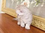 BRITISH SHORTHAIR KITTENS GIRL - British Shorthair Kitten For Sale - Darien, CT, US