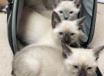 Seal point and lilac point siamese - Siamese Kitten For Sale - Hinckley, OH, US