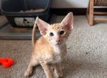 Ohana Litter - Oriental Kitten For Sale - Minneapolis, MN, US