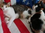 Annabelle and Daisy - Domestic Cat For Adoption - 