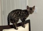 Olive - Bengal Kitten For Sale - Roseville, CA, US