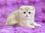 Rusik - Scottish Fold Kitten For Sale - Hollywood, FL, US