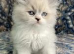 Blue - Ragdoll Kitten For Sale - Richardson, TX, US