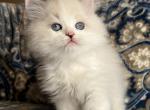 Toby - Ragdoll Kitten For Sale - Richardson, TX, US