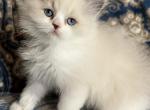 Cleo - Ragdoll Kitten For Sale - Richardson, TX, US