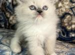 Poppy - Ragdoll Kitten For Sale - Richardson, TX, US