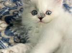 Daisy - Ragdoll Kitten For Sale - Richardson, TX, US